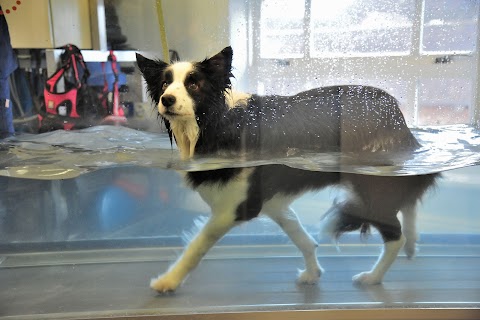 Severn Veterinary Centre and Hydrotherapy Suite