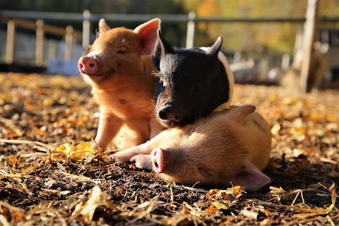 Kew Little Pigs Farm