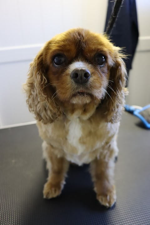 Pawfection Dog Groomers