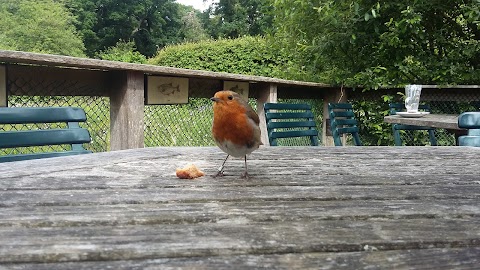 Hawthorns Urban Wildlife Centre