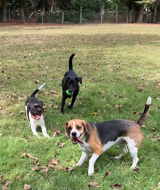 Pet Love ️ PAW-fect Playtime