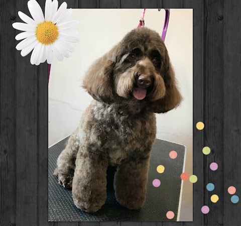 Hayls & Tails Dog Grooming