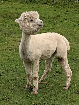 Calderbrook Alpacas