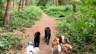 Countryside Tails and Trails