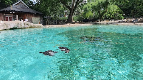 London Zoo Penguin Pool