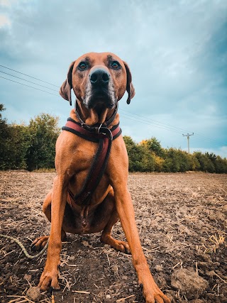 Hawes Paws Dog Walking