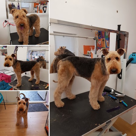 Melanie's vanityfur dog grooming