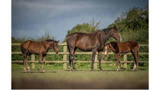 Ashbrook Equine Hospital