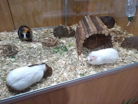 Pets at Home Irvine