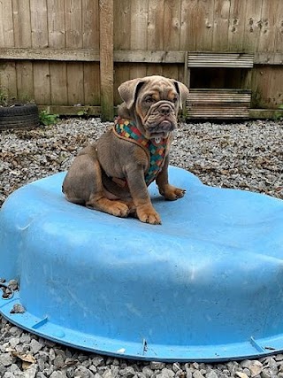 The Doghouse Daycare And Grooming