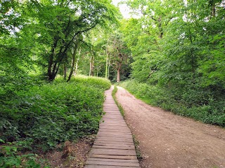 Ruislip Woods