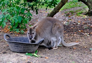 Leonardslee Wallaby Enclosure