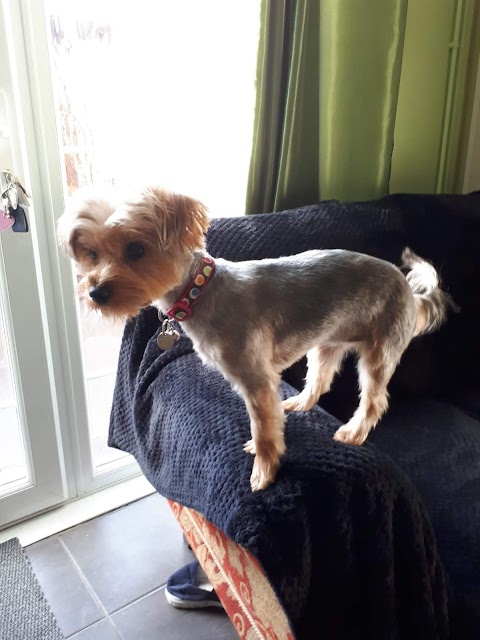 Birstall Dog Grooming