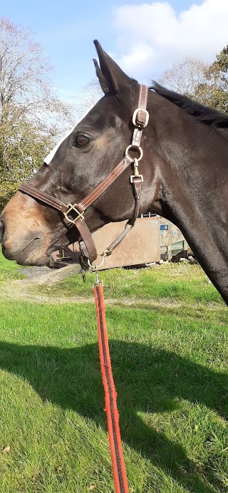 Sussex Equine Hospital