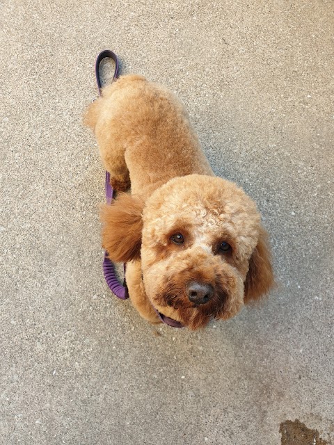 Dashing Dogs Dog Groomer