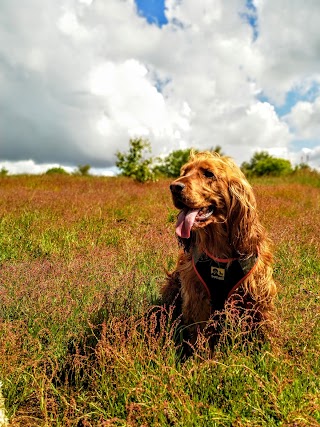 Dash Dog Walkers and Home Boarders