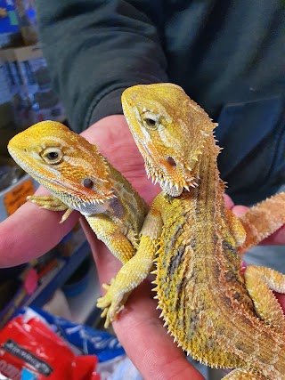 R & A Reptile & Pet Supplies