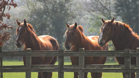 Heritage Horses