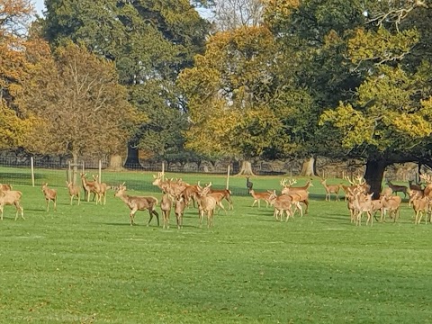 The Deer Park