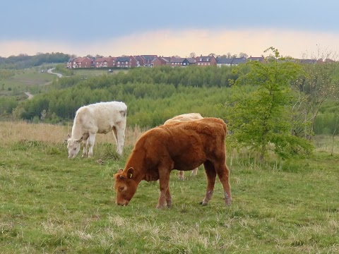 Gedling Country Park