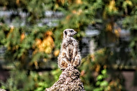 Meercat Enclosure - Twycross Zoo