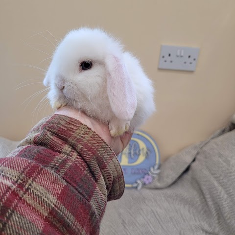 Diffin's mini lop bunnies