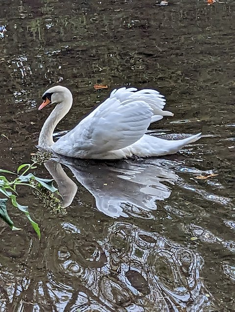 Roath Park Wild Gardens