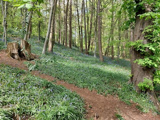 Hurcott Pool & Wood