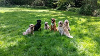 Pips Pack Dog Walking Services