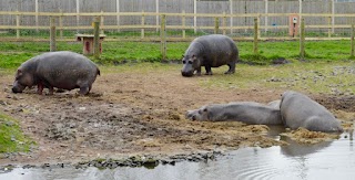 Hippo Lakes