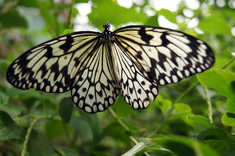 Edinburgh Butterfly & Insect World