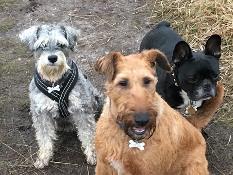 TOP DOG Walking Services