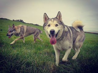 leaderofthepack.wales