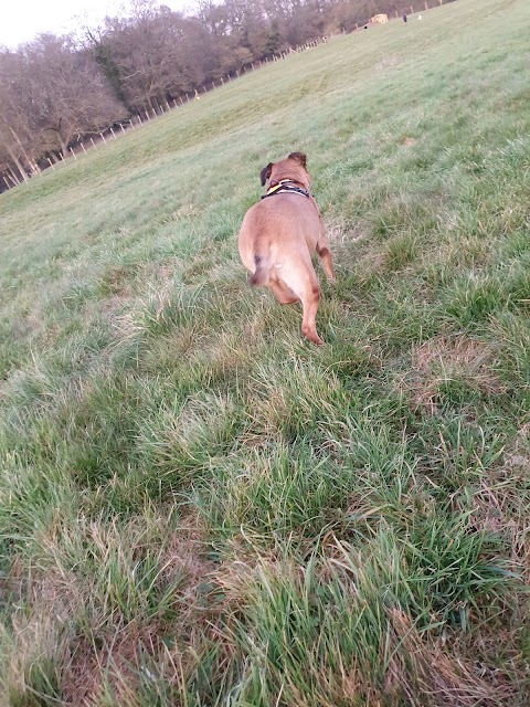 Hounds & Bounds, Woodland Walkies and Bark & Bound