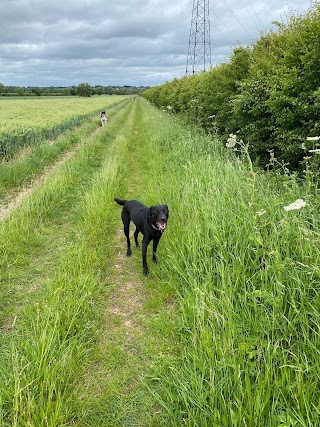 The Brampton Dog Walker