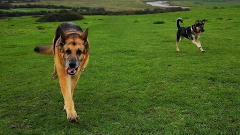 Canine Adventures Dog Walking Services Weston-super-Mare