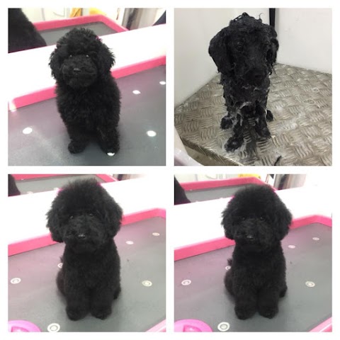 Pawsome Dogs - Dog Grooming Woodley