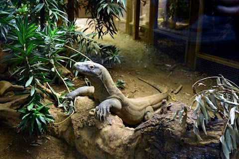 The Attenborough Komodo Dragon House