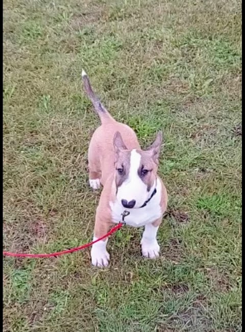 Pringle Pawz Dog Walker