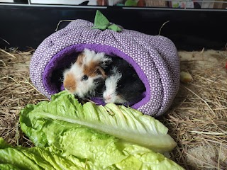 Rainbow's Piggy Hotel