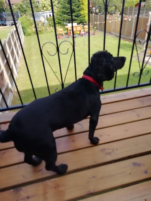 K9 Cuts Professional Grooming