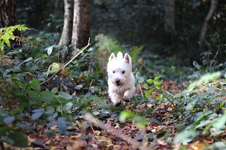 Green Dog Walking & Countryside Daycare