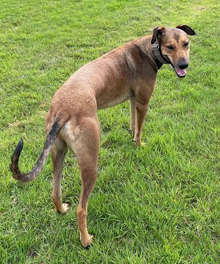 Steph Dog Walker Beverley