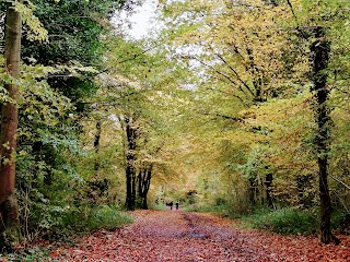 National Trust - Leigh Woods