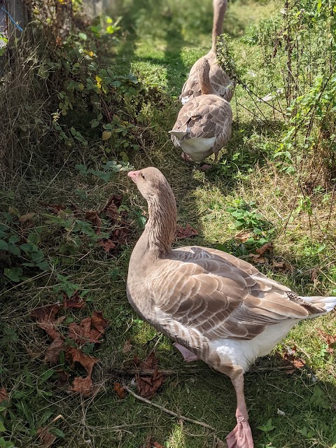 Swansea Community Farm