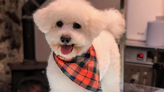 The Grooming Shed at Wonder Paws