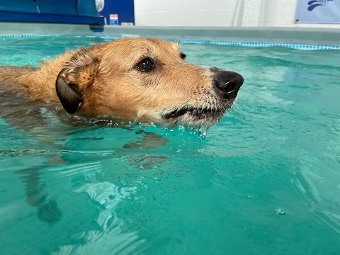 Scoobys Doggy Day Care, Swim Centre & Dog Wash