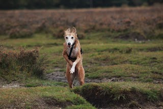 Taking the Lead Pet Care Services