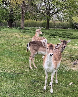 Clissold Park Deer