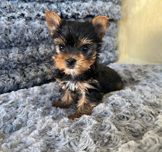 UK Teacup puppy shop